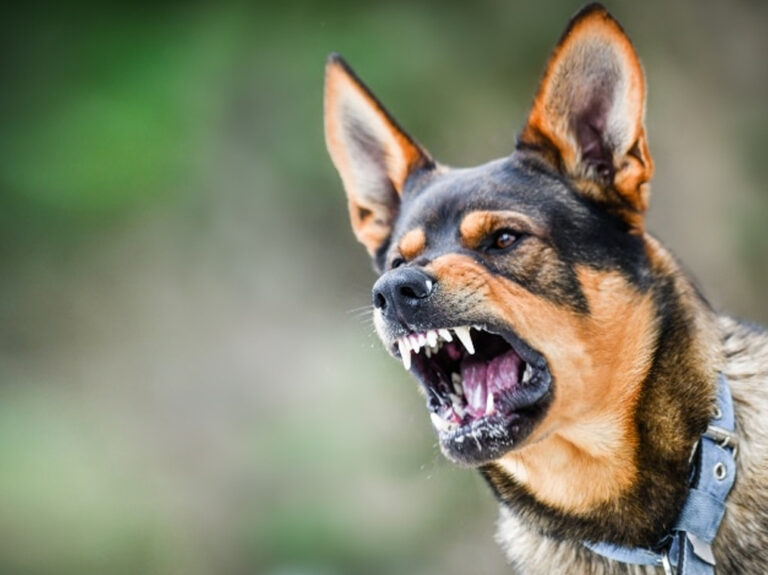 Dog Bite Injury Attorney copy